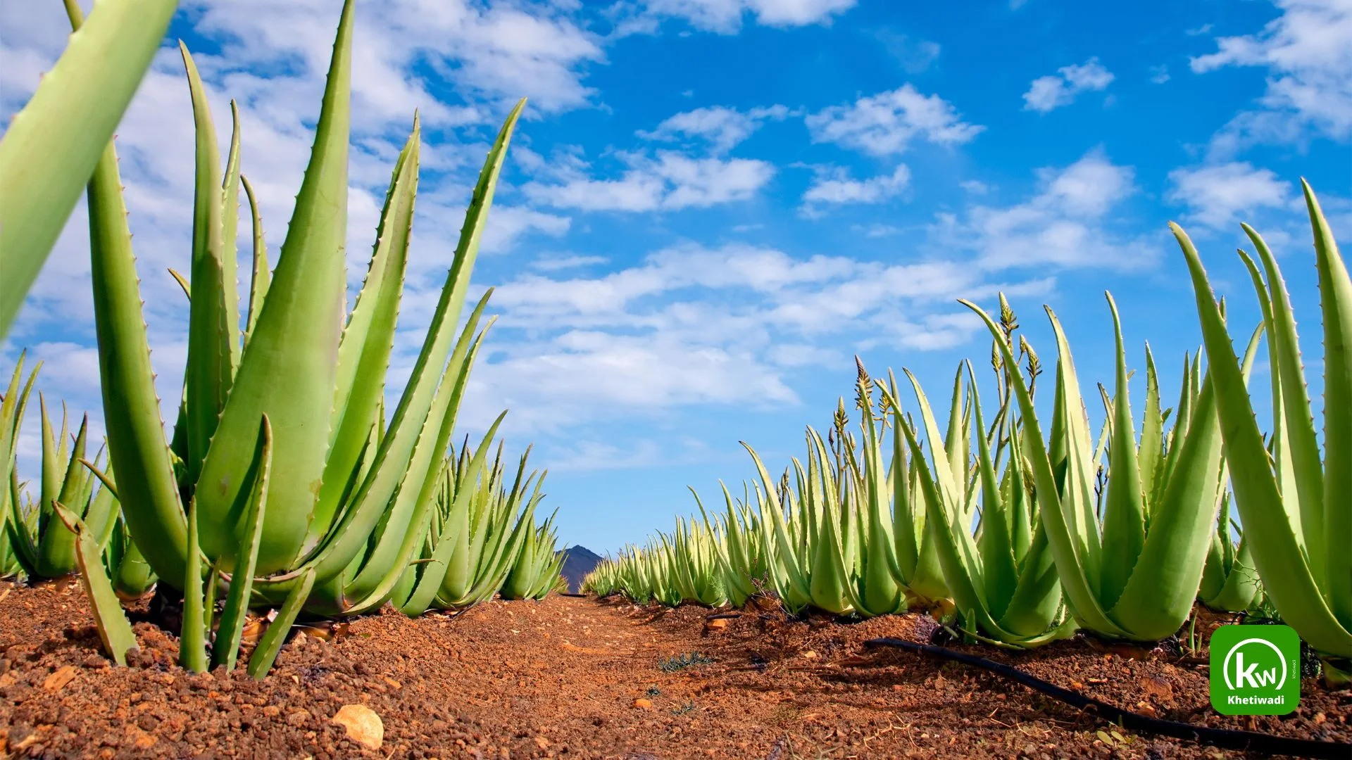 Aloe Vera Farming: How Farmers Are Earning Lakhs, Benefits, Method & Market