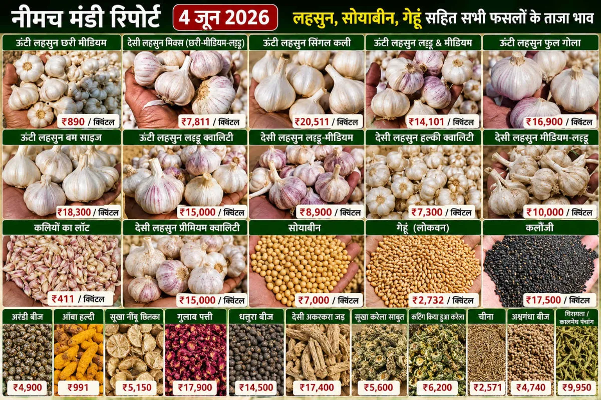 नीमच मंडी मंडी रिपोर्ट — फोटो 1
