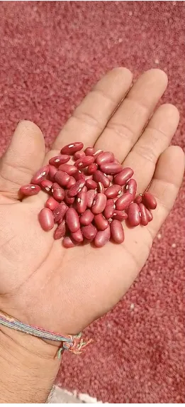 राजमा 6800