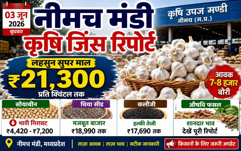 नीमच मंडी रिपोर्ट