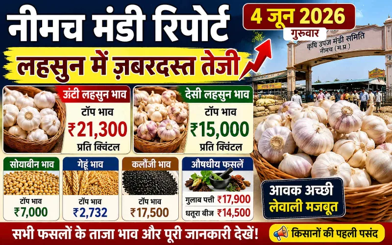 नीमच मंडी रिपोर्ट 4 जून 2026 | लहसुन, सोयाबीन, गेहूं भाव