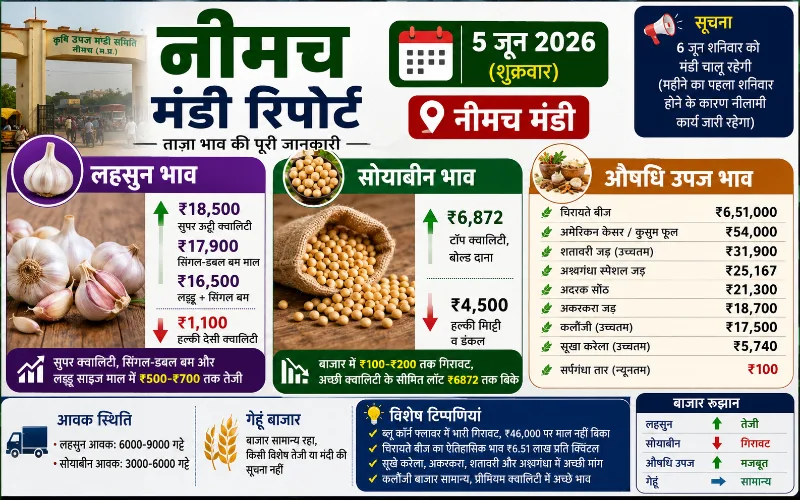 नीमच मंडी रिपोर्ट 5 जून 2026: लहसुन, सोयाबीन, पोस्ता दाना, अश्वगंधा व औषधि उपज भाव