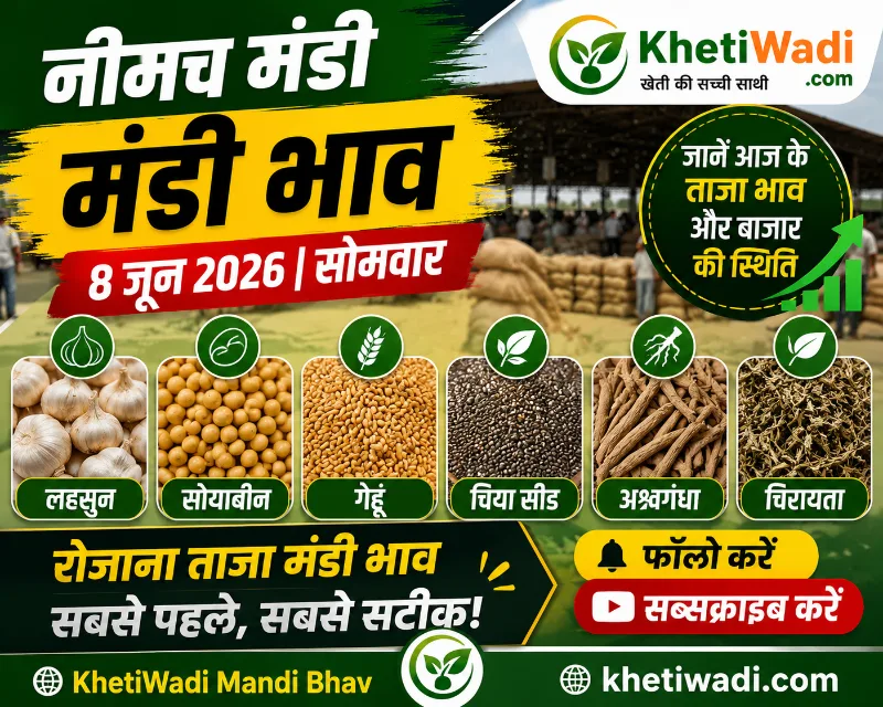 नीमच मंडी रिपोर्ट