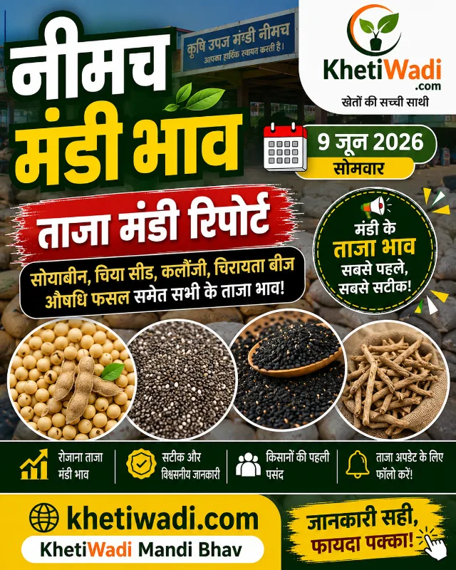 नीमच मंडी रिपोर्ट