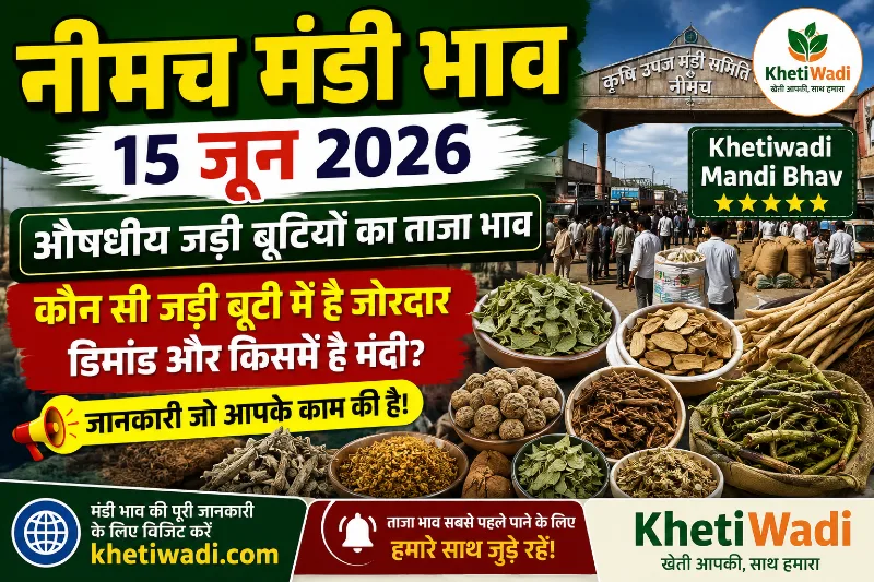 नीमच मंडी रिपोर्ट