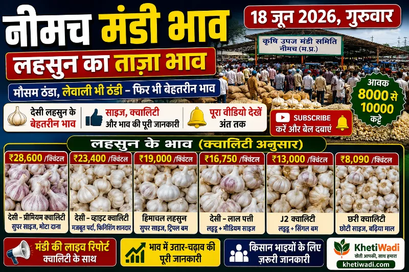 नीमच मंडी रिपोर्ट