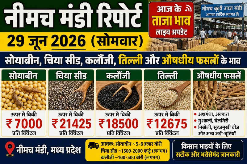 नीमच मंडी रिपोर्ट