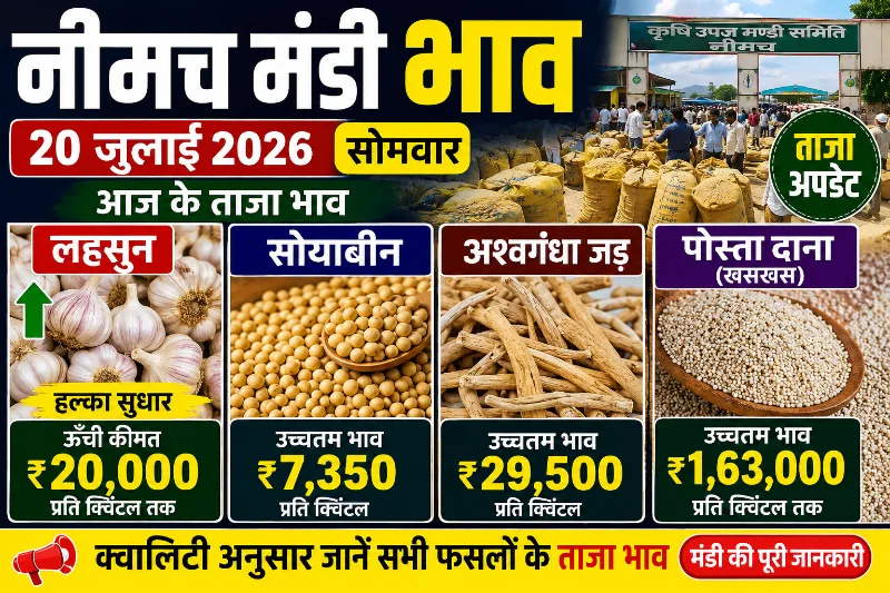 नीमच मंडी रिपोर्ट