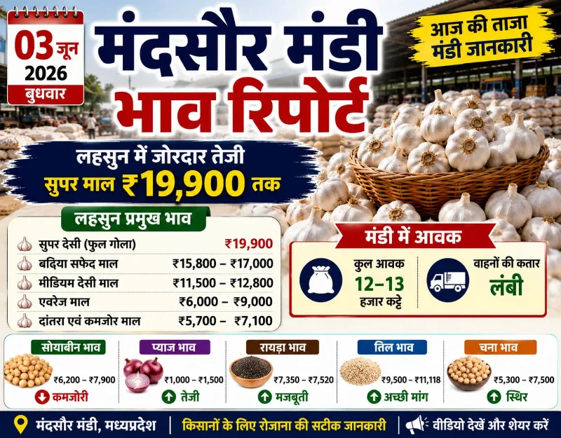 मंदसौर मंडी रिपोर्ट