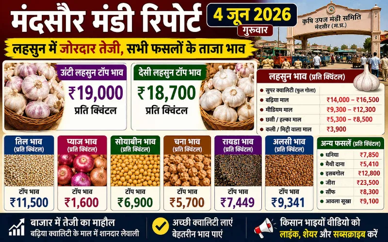 मंदसौर मंडी रिपोर्ट