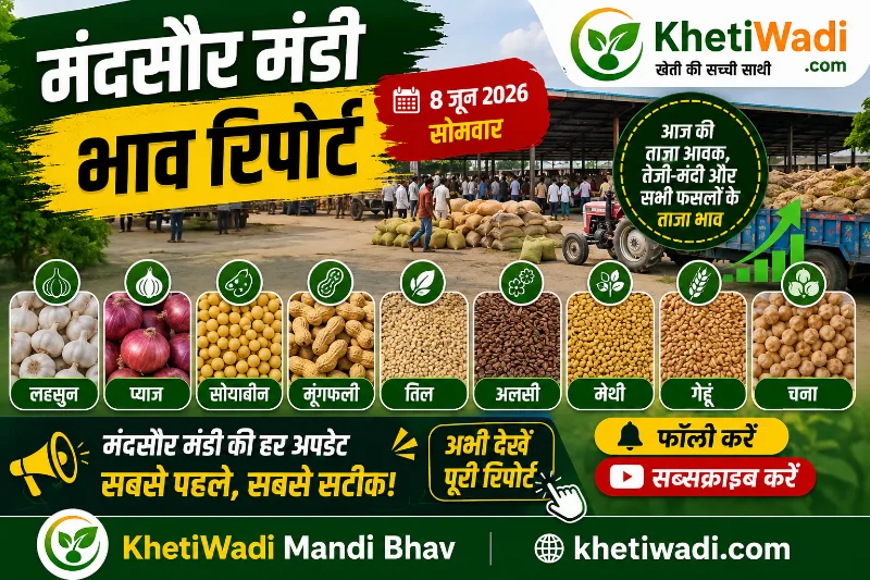 मंदसौर मंडी रिपोर्ट