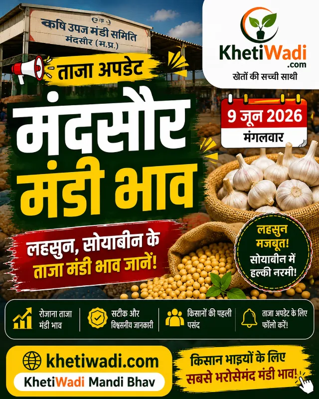 मंदसौर मंडी रिपोर्ट