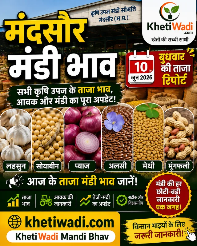 मंदसौर मंडी रिपोर्ट