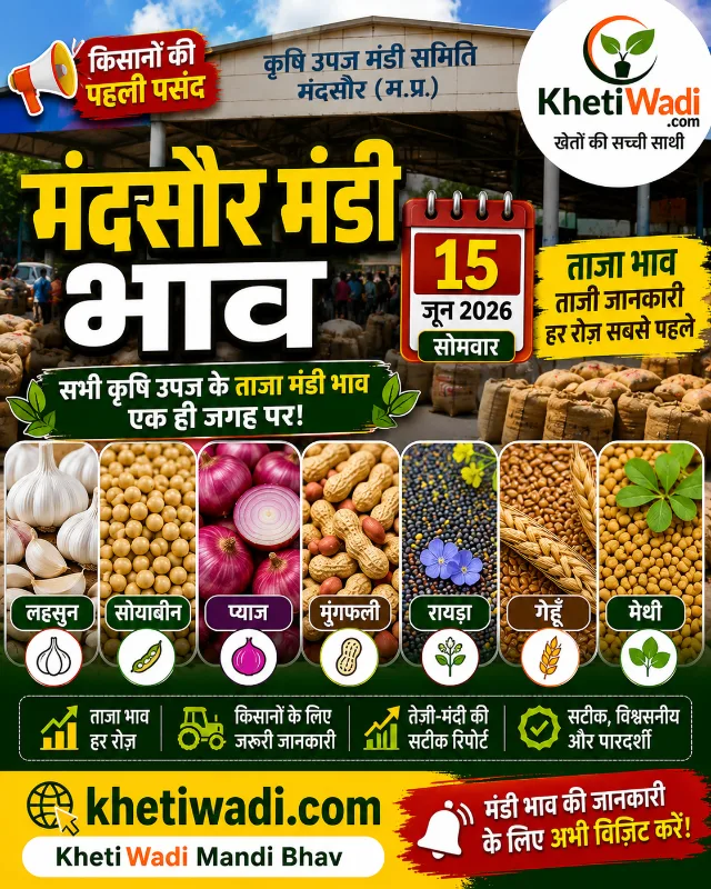 मंदसौर मंडी रिपोर्ट