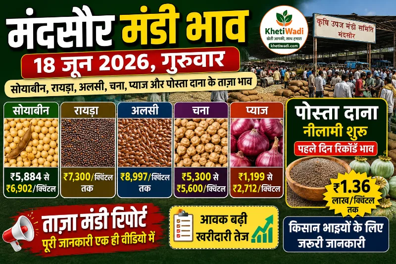 मंदसौर मंडी रिपोर्ट