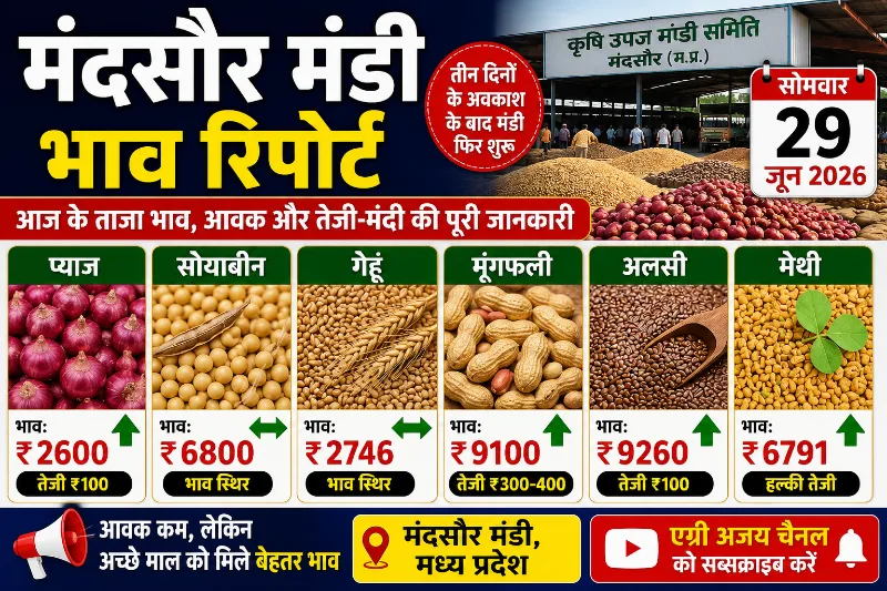 मंदसौर मंडी रिपोर्ट