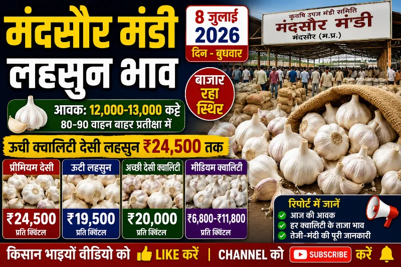 मंदसौर मंडी रिपोर्ट