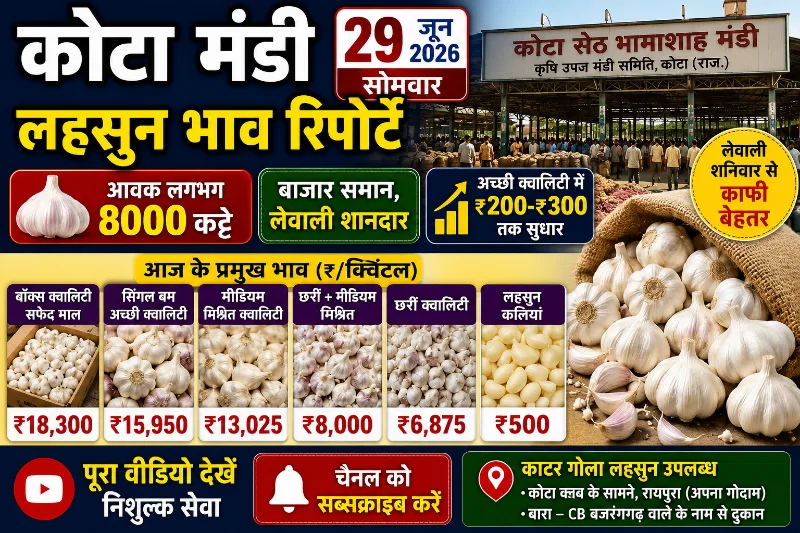 कोटा मंडी रिपोर्ट