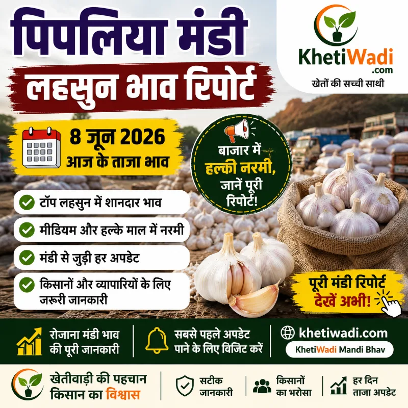 पिपलिया मंडी रिपोर्ट