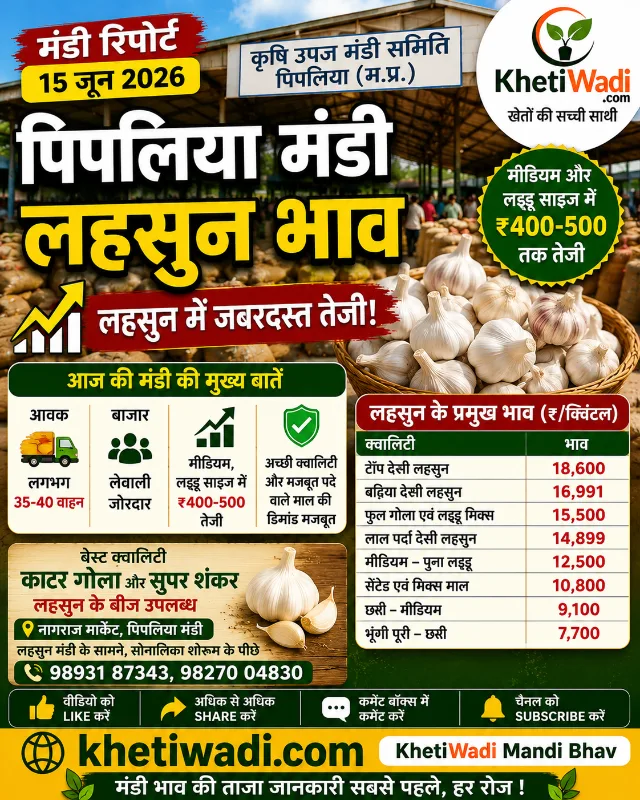 पिपलिया मंडी रिपोर्ट