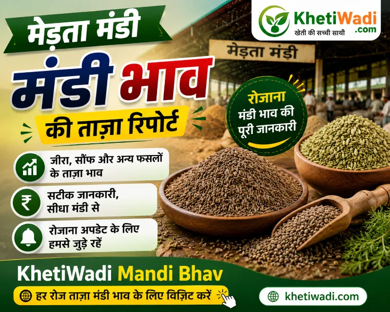 मेड़ता मंडी रिपोर्ट