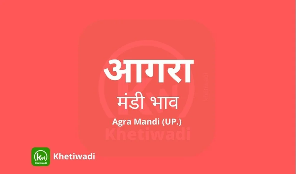 Agra Mandi - आगरा मंडी मंडी भाव 24-12-2024