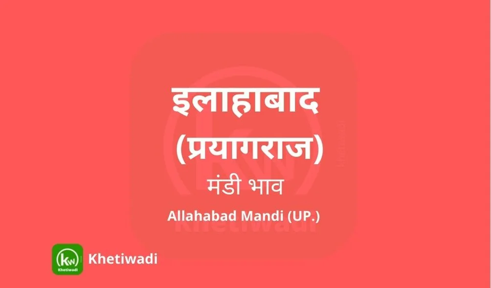 Prayagraj Mandi - इलाहाबाद मंडी मंडी भाव 07-02-2025