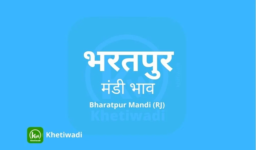 Bharatpur Mandi - भरतपुर मंडी मंडी भाव