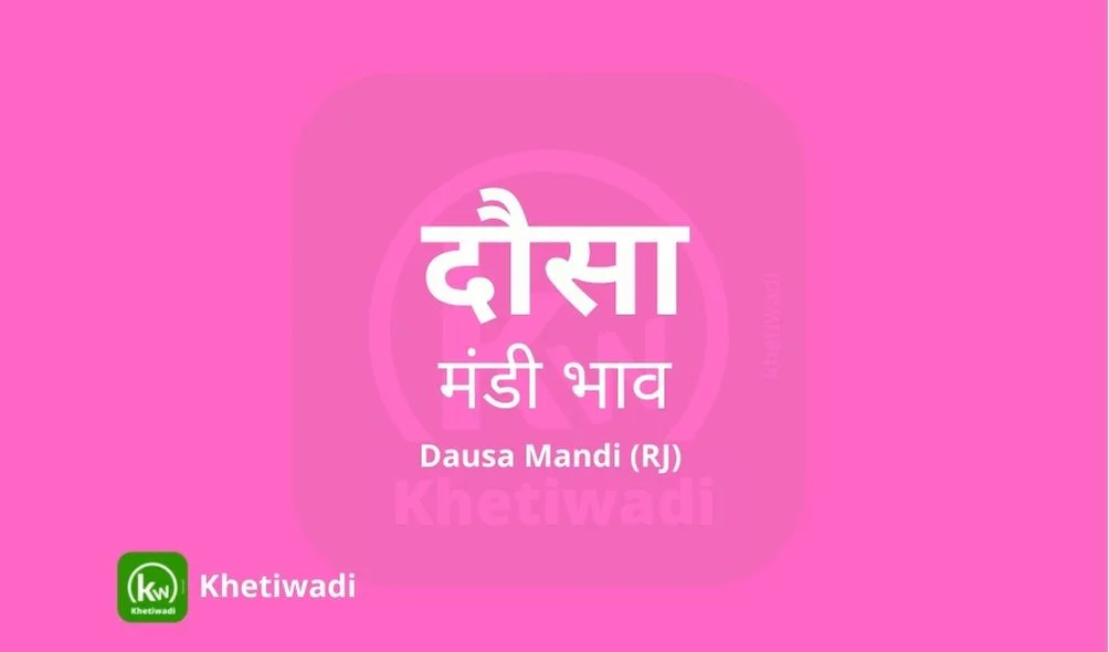 Dausa Mandi - दौसा मंडी मंडी भाव 19-05-2025