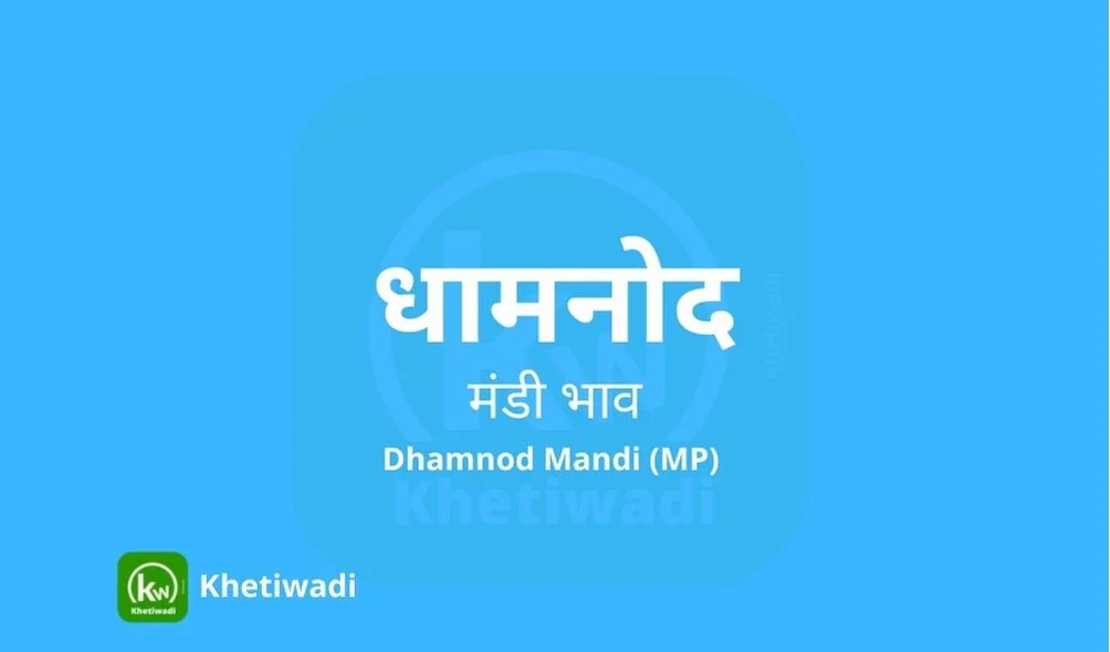 Dhamnod Mandi - धामनोद मंडी मंडी भाव 01-07-2024