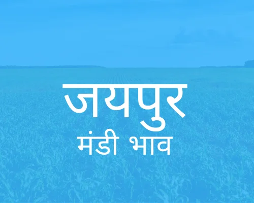 Muhana Mandi Jaipur - जयपुर मंडी मंडी भाव 16-03-2024