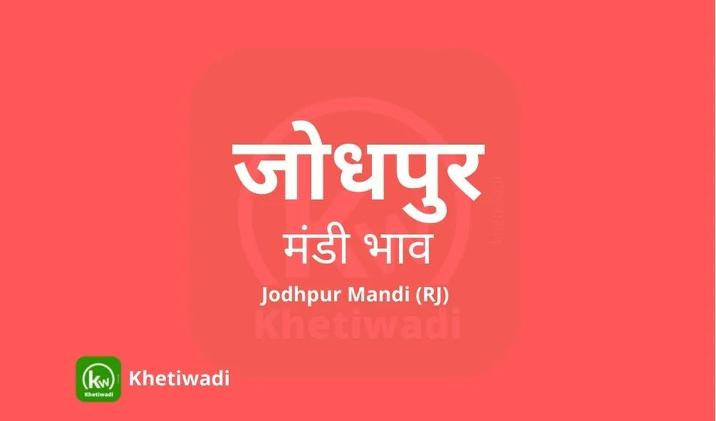 Jodhpur Mandi - जोधपुर मंडी मंडी भाव 08-09-2023