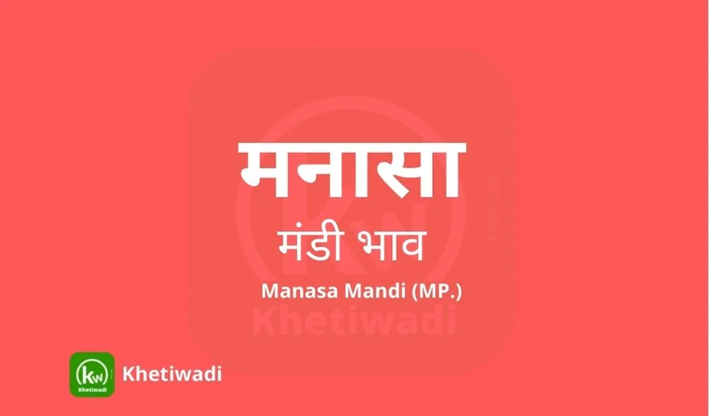 Manasa Mandi - मनासा मंडी मंडी भाव 05-06-2025
