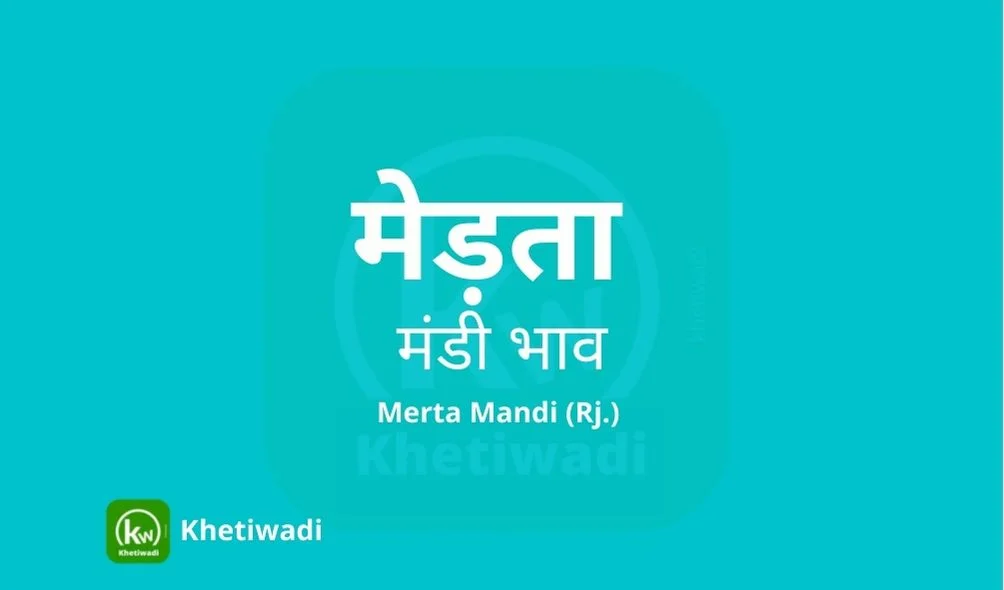 Merta Mandi - मेड़ता मंडी मंडी भाव 24-01-2024