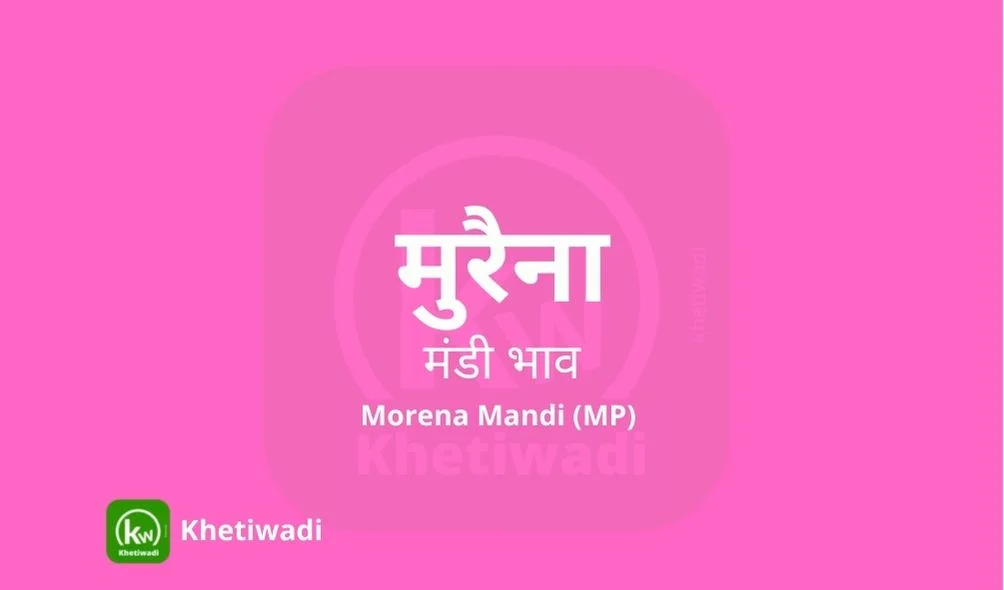 Morena Mandi - मुरैना मंडी मंडी भाव 28-04-2025