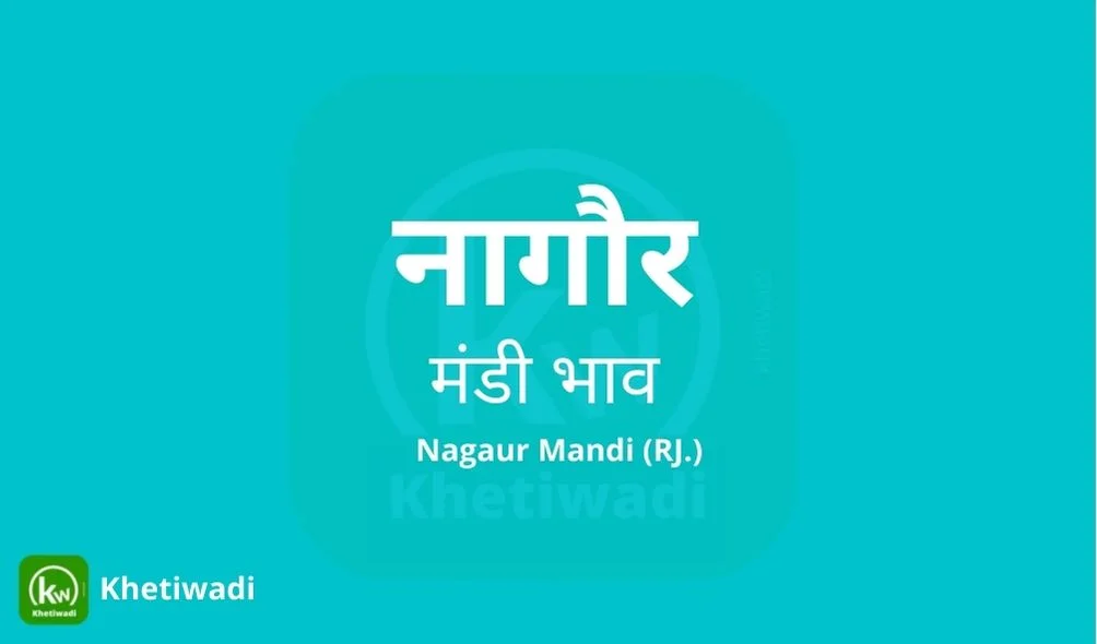 Nagaur Mandi - नागौर मंडी मंडी भाव 10-01-2023