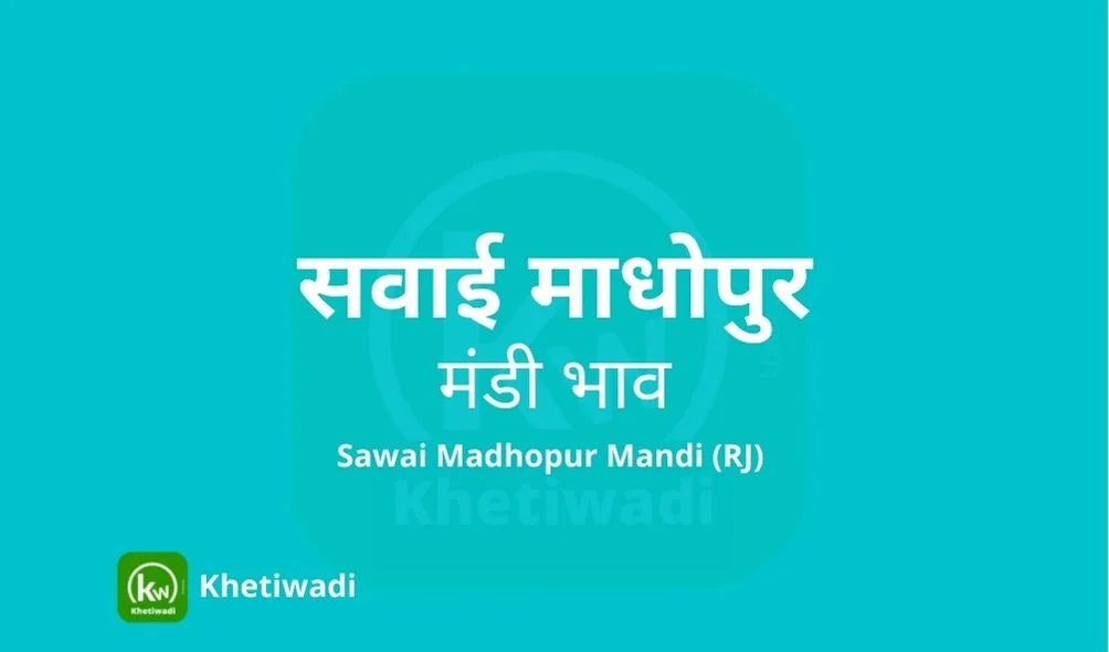 Sawai Madhopur Mandi - सवाई माधोपुर मंडी मंडी भाव 23-12-2024