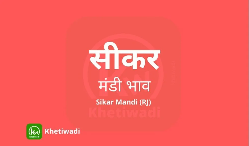 Sikar Mandi - सीकर मंडी मंडी भाव 19-12-2024