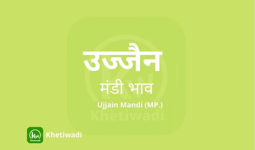Ujjain Mandi - उज्जैन मंडी मंडी भाव 20-01-2026