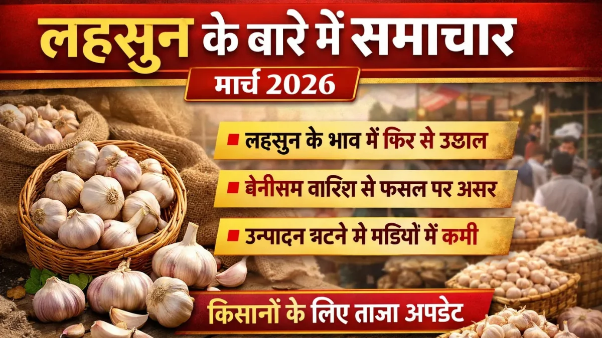 लहसुन की खेती मार्च 2026: नई तकनीक और बाजार की स्थितियां