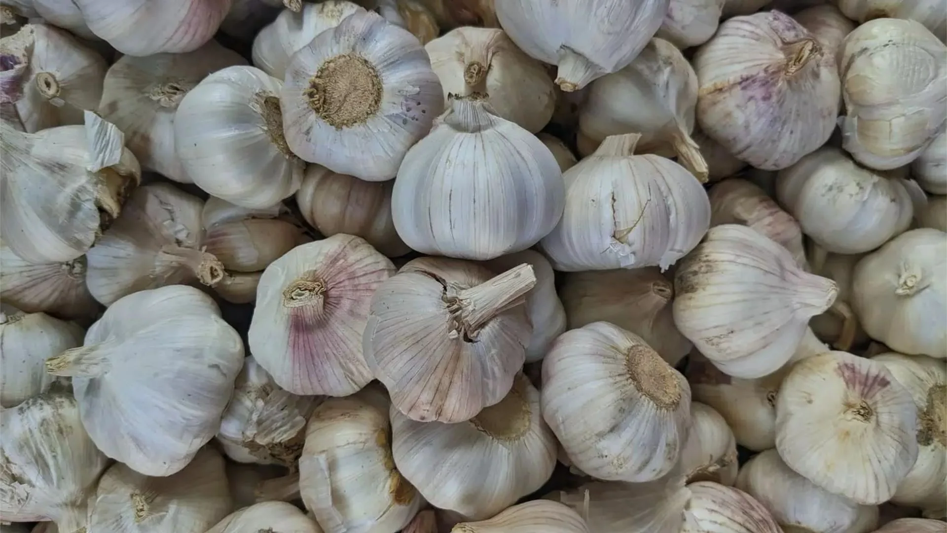 देशी लहसुन फ़ुल गोला