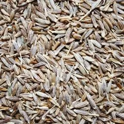 Cumin image
