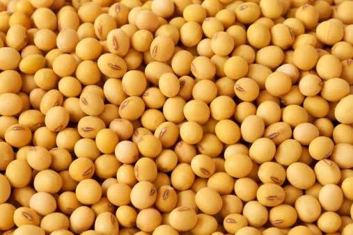soybean image
