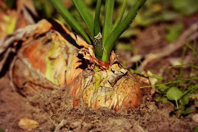 प्याज में बैंगनी धब्बा रोग का नियंत्रण | Onion Purple Spot Disease Guide
