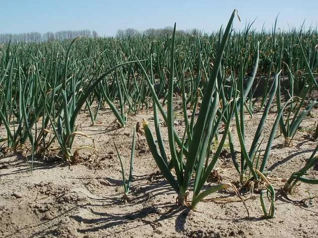 प्याज में उर्वरक प्रबंधन | Onion Fertilizer Management Guide