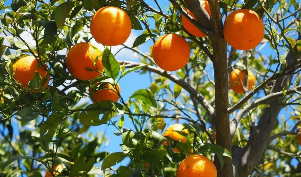 संतरा में अधिक उत्पादन कैसे बढ़ाएं | Orange Yield Increase Guide