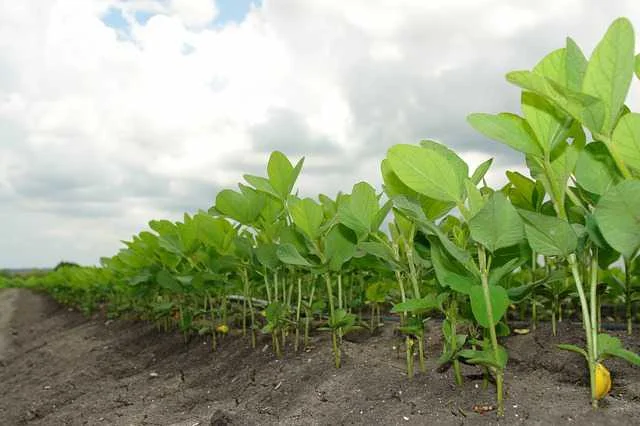 सोयाबीन की फलियों की वृद्धि कैसे बढ़ाएं | Soybean Pod Growth Guide