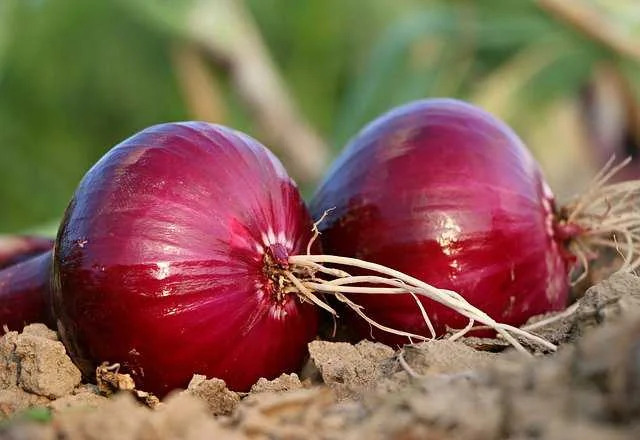 प्याज में सल्फर का महत्व | Onion Crop Sulfur Deficiency Guide