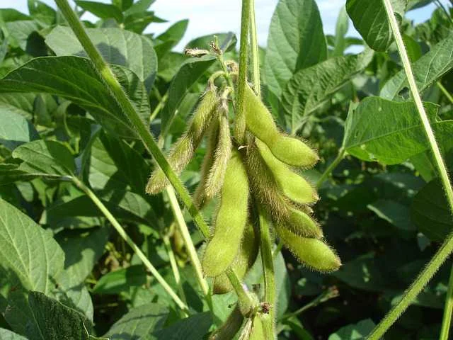 सोयाबीन में फूल और फलियां गिरने से बचाव | Soybean Flower Drop Control