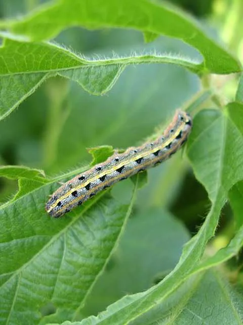 सोयाबीन में तम्बाखू इल्ली नियंत्रण | Soybean Pest Control Guide